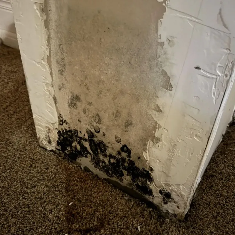 Professional Mold Removal in Albany, MO